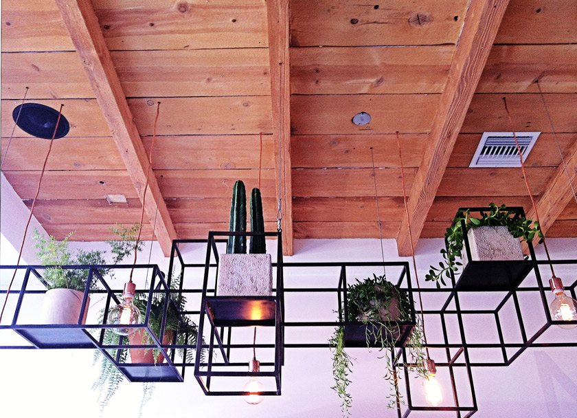 planta-o-lier plantas cactus techo colgados tiestos en estructura metálica luces suspendidas del techo